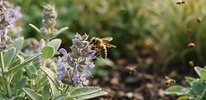 A close-up shot of a honeybee pollinating a vibrant coneflower in a lush, organic vegetable garden.