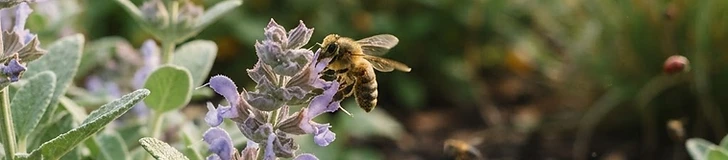 A close-up shot of a honeybee pollinating a vibrant coneflower in a lush, organic vegetable garden.