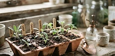 A close-up of a gardener's hands carefully tucking a small seedling into a biodegradable fiber pot on a wooden potting bench.