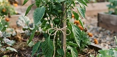 A close-up of a gardener using soft green garden twine to tie a young, vibrant green pepper plant to a sturdy wooden stake in a raised bed.