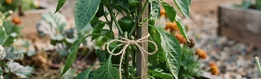 A close-up of a gardener using soft green garden twine to tie a young, vibrant green pepper plant to a sturdy wooden stake in a raised bed.