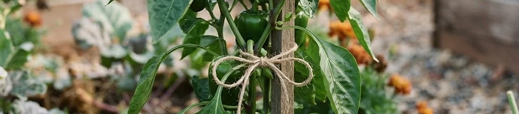 A close-up of a gardener using soft green garden twine to tie a young, vibrant green pepper plant to a sturdy wooden stake in a raised bed.