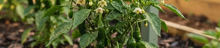 A close up view of bell pepper plants growing in a raised garden bed with thick layers of straw mulch surrounding the stems.