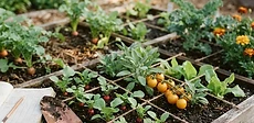 A close-up of a gardener holding a digital kitchen scale with a bowl of freshly harvested red tomatoes in a raised garden bed.