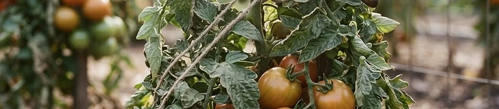 A close-up of a gardener's hand using pruning shears to trim the top of a lush, green tomato plant heavy with unripened fruit in a home garden.