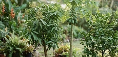 A close-up of a gardener hands holding a ripe mango with papaya trees and potted citrus trees in the background on a sunny day.