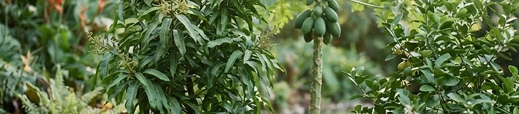 A close-up of a gardener hands holding a ripe mango with papaya trees and potted citrus trees in the background on a sunny day.