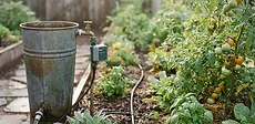 A blue plastic rain barrel positioned under a white house gutter downspout with a garden hose attached at the base.