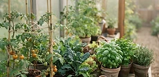 A bright, organized home greenhouse filled with green tomato plants in pots and wooden shelves holding trays of fresh lettuce seedlings.