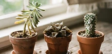 A close-up view of a healthy Echeveria succulent next to a watering can on a wooden tabletop.