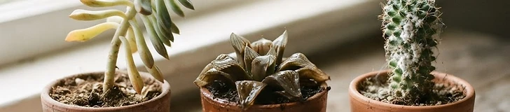 A close-up view of a healthy Echeveria succulent next to a watering can on a wooden tabletop.