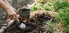 A gardener using a hand rake to mix fresh dark compost into the soil of a wooden raised garden bed on a sunny day.