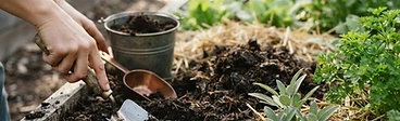 A gardener using a hand rake to mix fresh dark compost into the soil of a wooden raised garden bed on a sunny day.