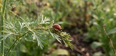 A close-up of a colorful ladybug crawling on a green fennel flower head in a lush vegetable garden.
