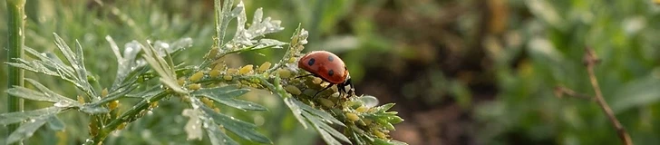A close-up of a colorful ladybug crawling on a green fennel flower head in a lush vegetable garden.