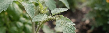 Natural Harmony: Mastering Integrated Pest Management in Your Home Garden