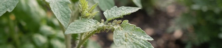 Natural Harmony: Mastering Integrated Pest Management in Your Home Garden