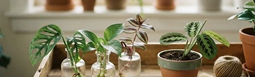 A close-up of a pair of stainless steel pruning shears cutting a healthy pothos vine near a leaf node above a glass of water.