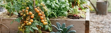 The Beginner's Guide to High-Yield Vegetables: Maximize Your Garden Space