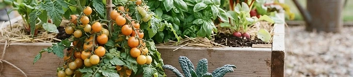The Beginner's Guide to High-Yield Vegetables: Maximize Your Garden Space