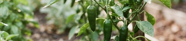 A close-up view of a vibrant red bell pepper growing on a healthy, green plant in a sunny backyard vegetable garden.