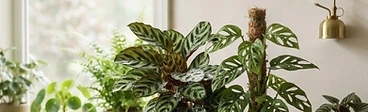 A close-up of a small digital hygrometer sitting on a wooden plant stand next to a lush green pothos plant in a brightly lit living room.