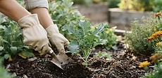 A close-up of a gardener's gloved hands holding a small scoop of dark, rich garden soil next to a pH testing kit on a wooden potting bench.