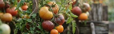 A close-up of green and ripening red tomatoes growing on a vine with a white frost blanket draped over them in an autumn garden.