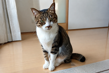 おおくんの再会