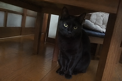 ここあちゃん