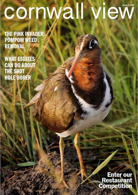 Cornwall Hill Issue 2 April 2026