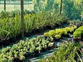 KEEPING PLANTS ALIVE