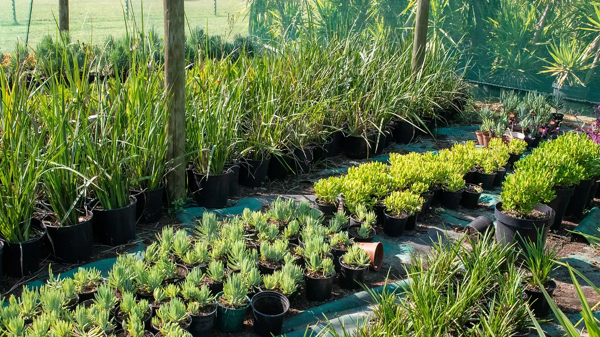 KEEPING PLANTS ALIVE