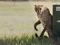 CHEETAH CONSERVATION PROJECT