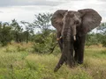 Kruger turns to wheeling to cut emissions