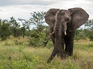 Kruger turns to wheeling to cut emissions