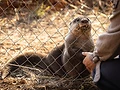 TOYOTA LAUNCHES PROJECT OTTER WITH OWL RESCUE CENTRE