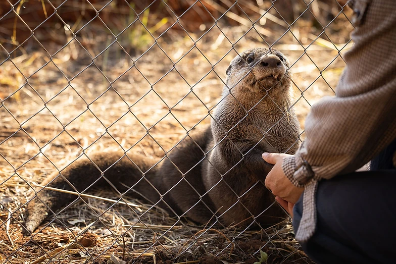 TOYOTA LAUNCHES PROJECT OTTER WITH OWL RESCUE CENTRE