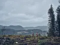 POST-FIRE RECOVERY