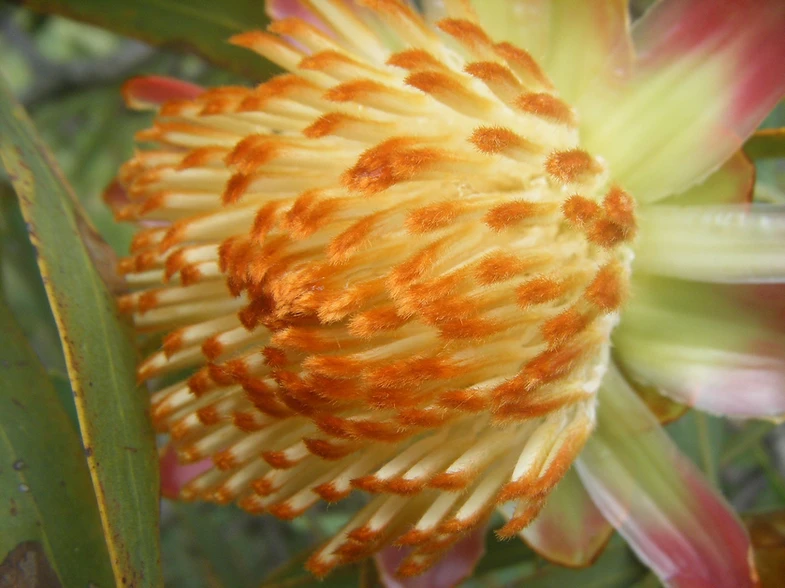 PROTEA CAFFRA TREES AT MELVILLE KOPPIES