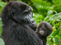 Latest feature: Kitirua Plains Lodge opens in Amboseli