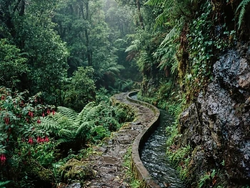 Madeira — Levadas e Jardins Suspensos