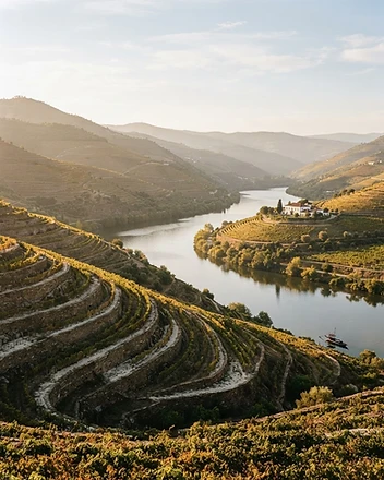 Vindima no Douro