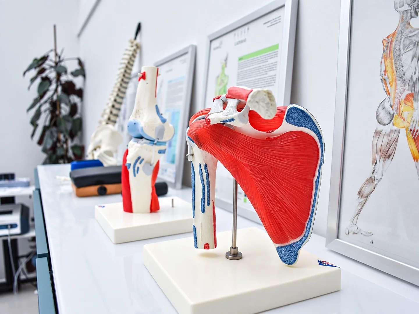 Anatomische modellen van schouder en knie bij FITPRO in Laren