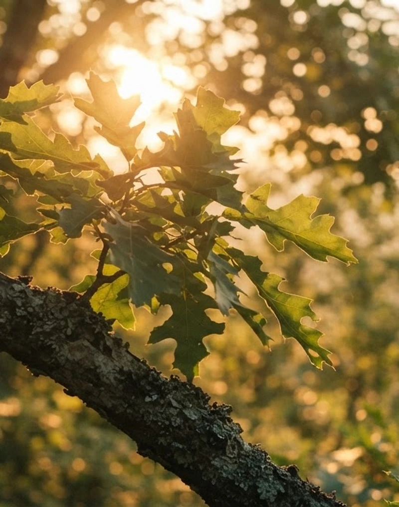 Sunlight filtering through a sturdy oak canopy in the North Carolina mountains