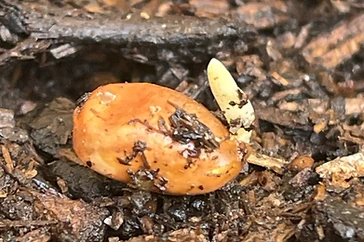 Seed Germination