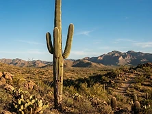 Saguaros