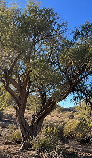 The Legacy Tree Project