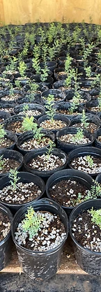 The Legacy Tree Project