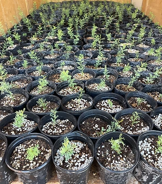 Seedlings in nursery pots
